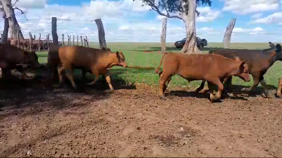 Lote 110 Terneros/as en Corrientes, Curuzú-Cuatiá