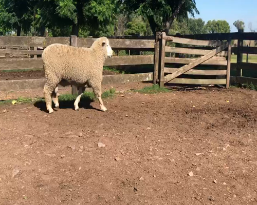 Lote 1 Borregos Planteleros en Cerro Largo, Cerro Largo