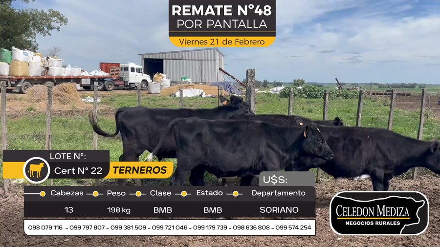 Lote 13 Terneros en Cuchilla del Perdido, Soriano