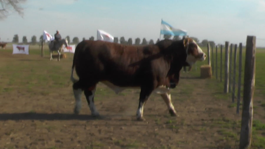Lote TORO BRAFORD
