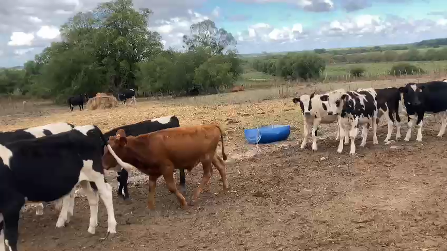 Lote 20 Terneros Holando