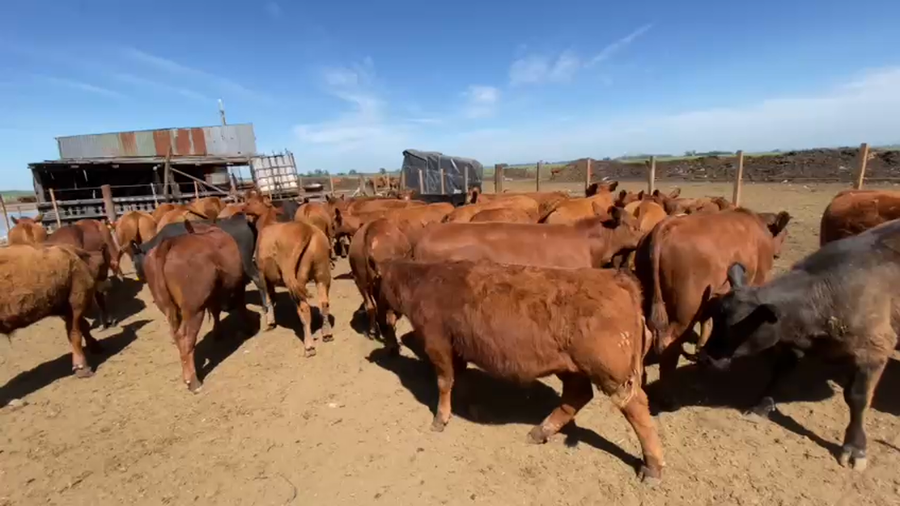 Lote 70 Terneros en San Vicente, Buenos Aires