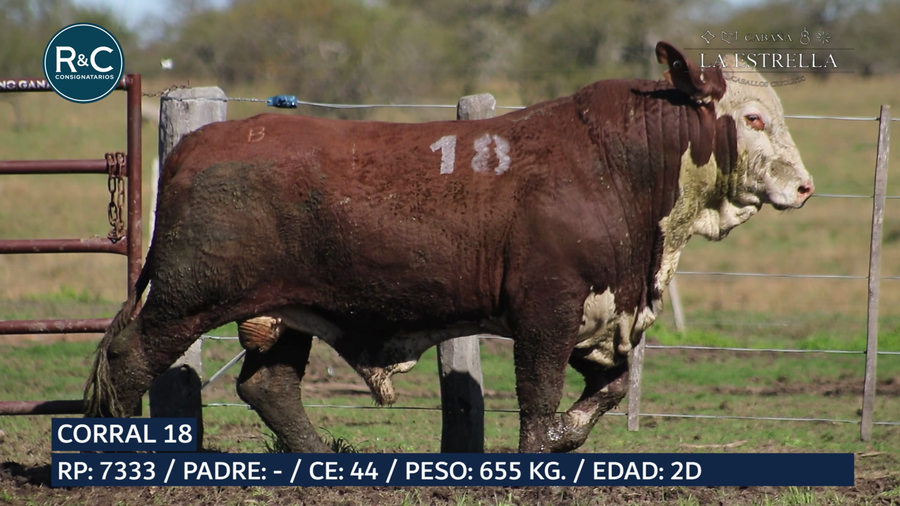 Lote Toro Braford