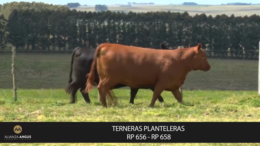 Lote TERNERAS PLANTELERAS VENTA 50%