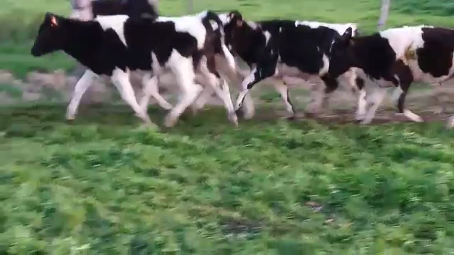 Lote 4 Terneros HOLANDO a remate en PANTALLA CAMY - SAN JOSE  1500 VACUNOS 160kg - , San José