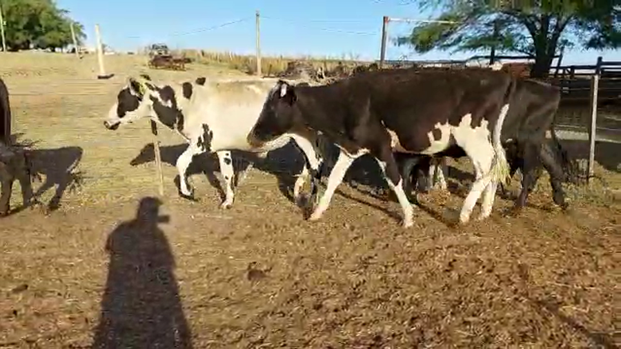Lote 16 Novillos Holando y Cruzas con Angus a remate en Pantalla Camy - Liquidación de Estancia en Libertad