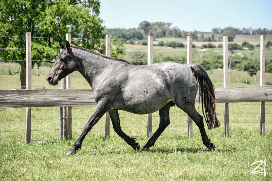 Lote OPORTUNA MOLLES