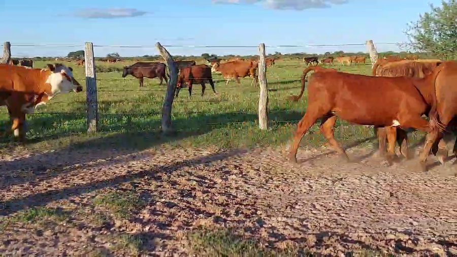 Lote 120 Terneros/as