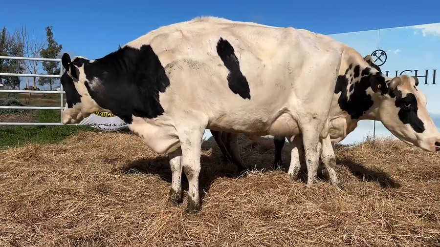 Lote VACAS PARIDAS CABAÑA MANGADO