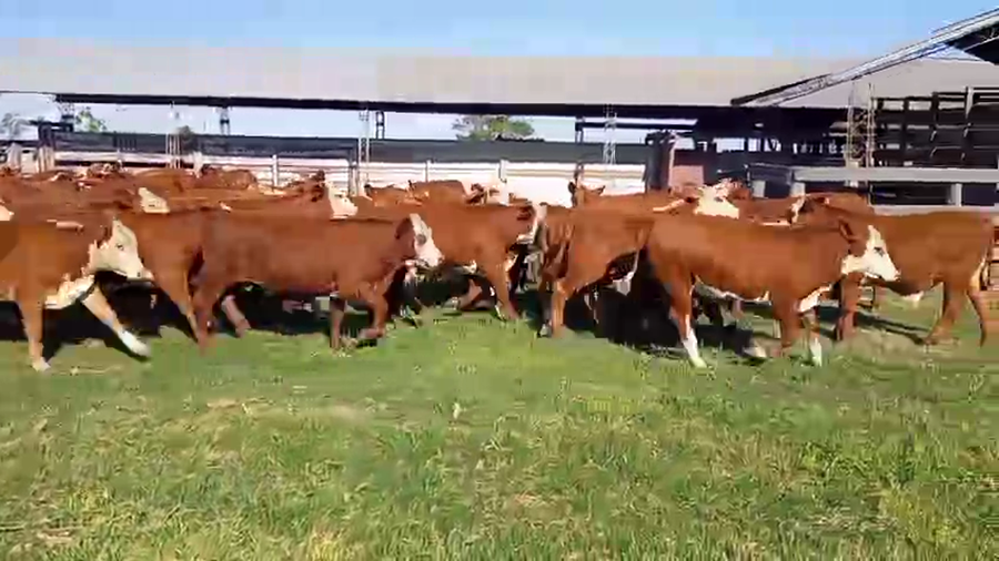 Lote 70 Terneros en Corrientes, Mercedes