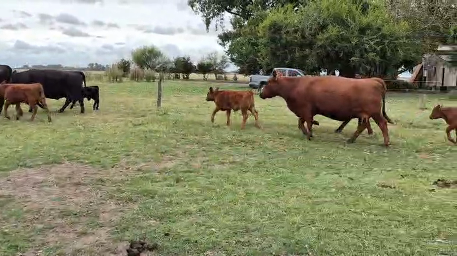 Lote 42 VACAS NUEVAS Y VAQ  AL CTE