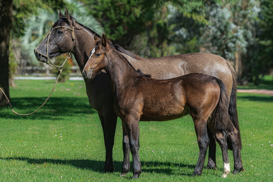 Lote Consejero Patotera