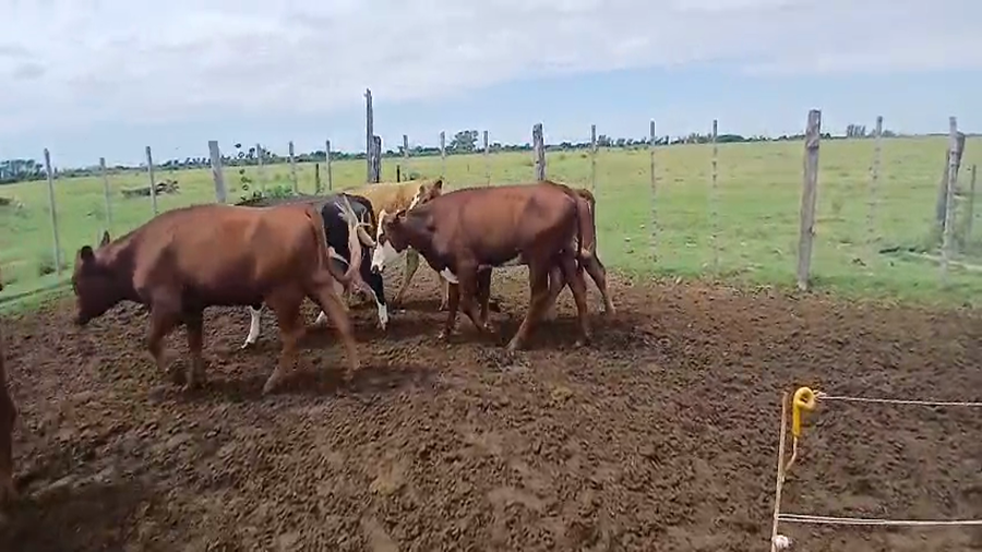 Lote 34 Vaquillonas Angus Colorado, Angus Negro y Braford en Sunchales, Santa Fe