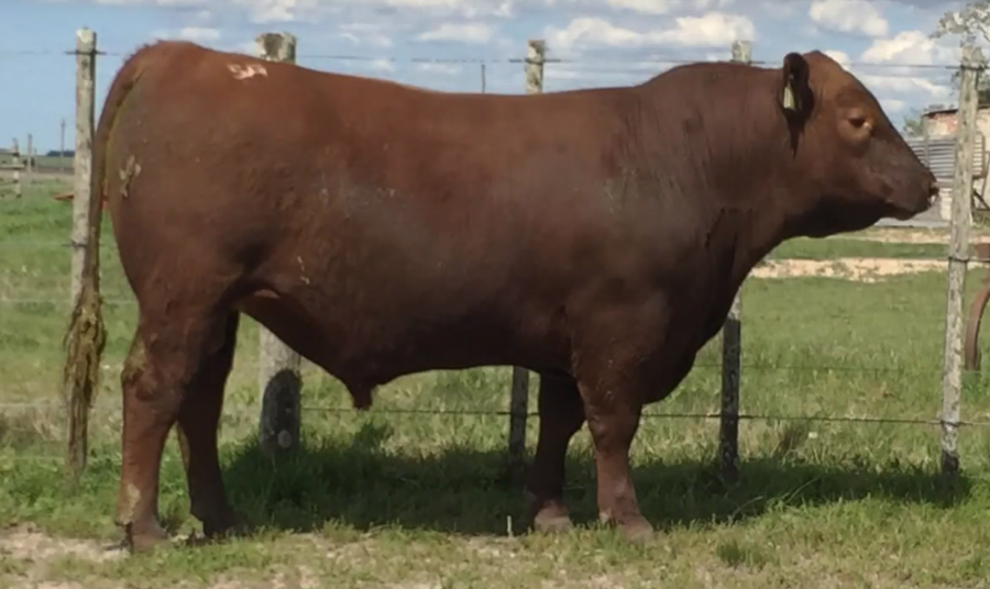 Lote Toros a remate en Cabaña Rebenque , Florida