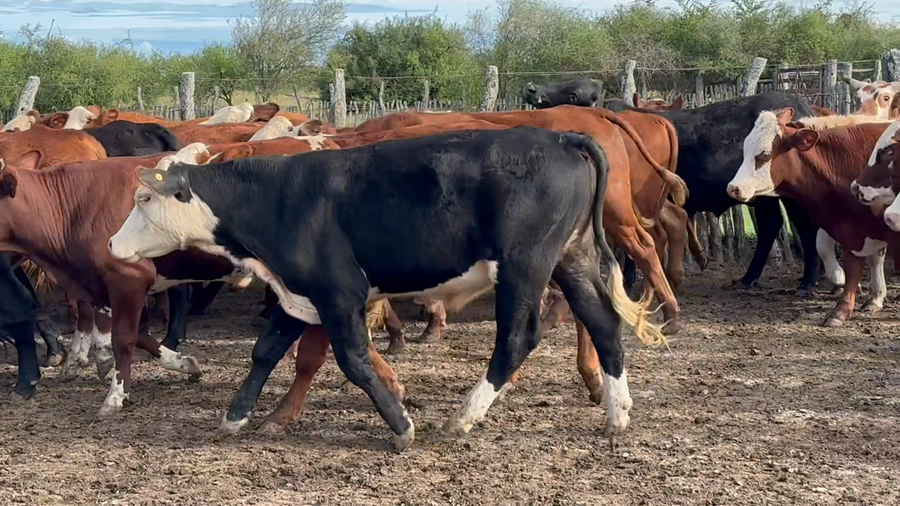 Lote 53 Novillitos en Corrientes, Curuzu Cuatia