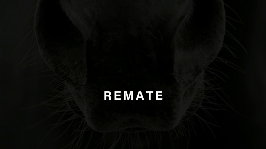 Lote DIVIDENDO (HURRICANE CAT - DIVINA KEY)