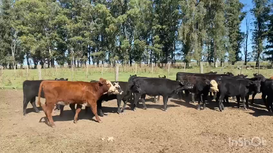 Lote 70 Terneras en Tapalqué, Buenos Aires