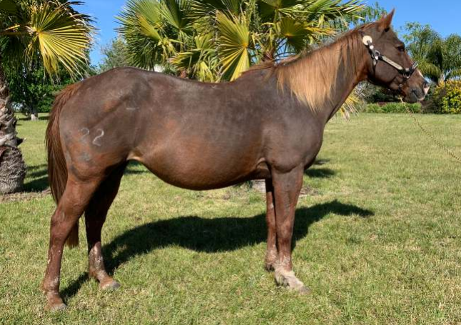 Lote AUSTRAL VERBENA