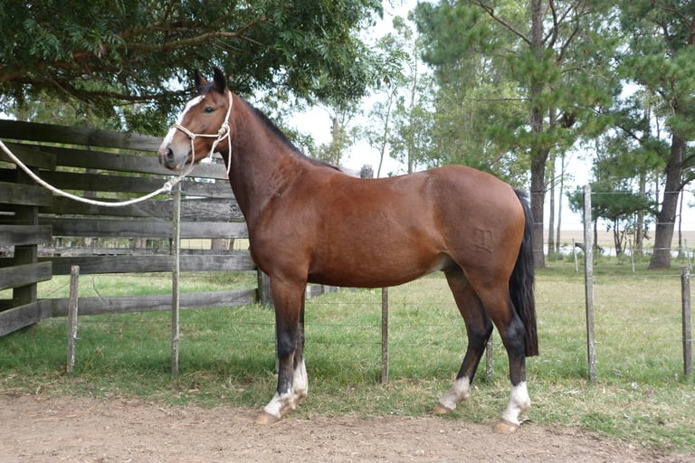 Lote LINGOTE ESCONDIDO