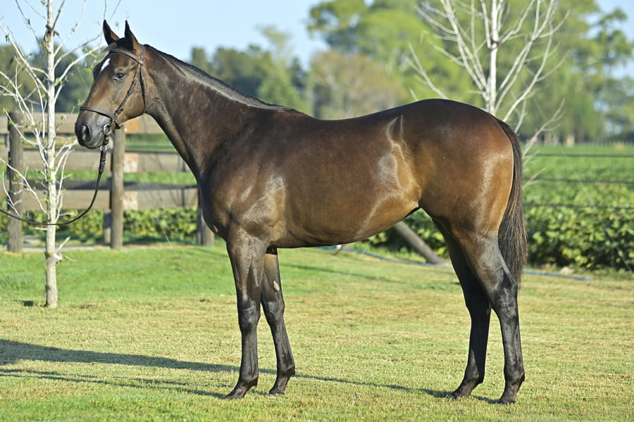 Lote EPPURSIMUOVE (H) - LUCULLAN x EMBRACE HER