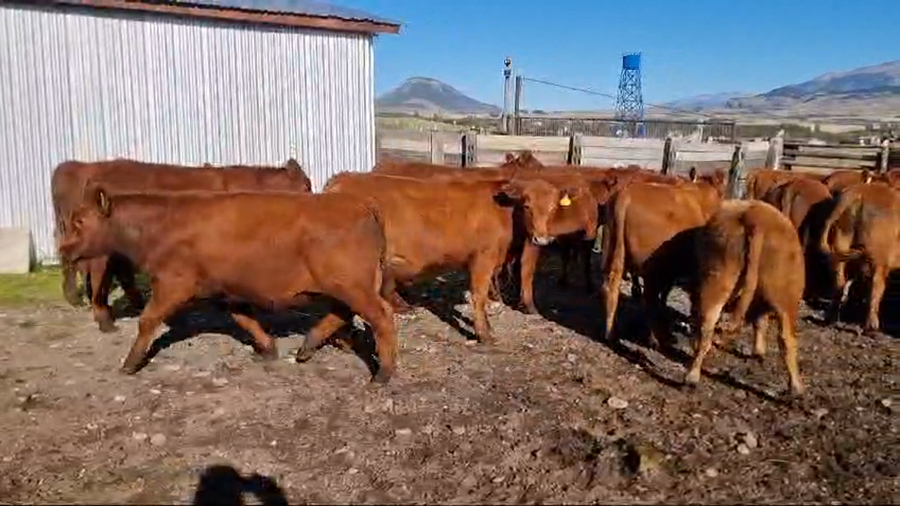 Lote 53 Novillo Engorda en Coyhaique, XI Región Aysén