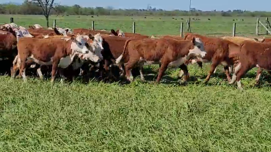 Lote 240 Terneras en Villaguay, Entre Ríos