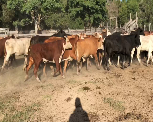 Lote 40 Novillitos en Misión San Fco., Formosa