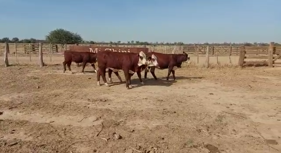 Lote Lote 26