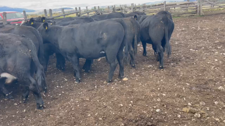 Lote 50 Novillo Engorda en Coyhaique, XI Región Aysén