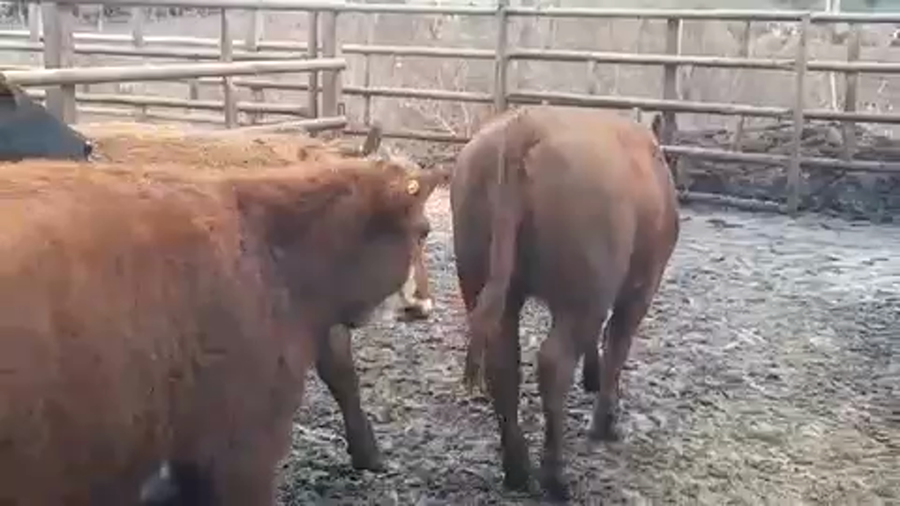 Lote 45 Vaquilla Gorda en VII  Región Maule, Pelarco