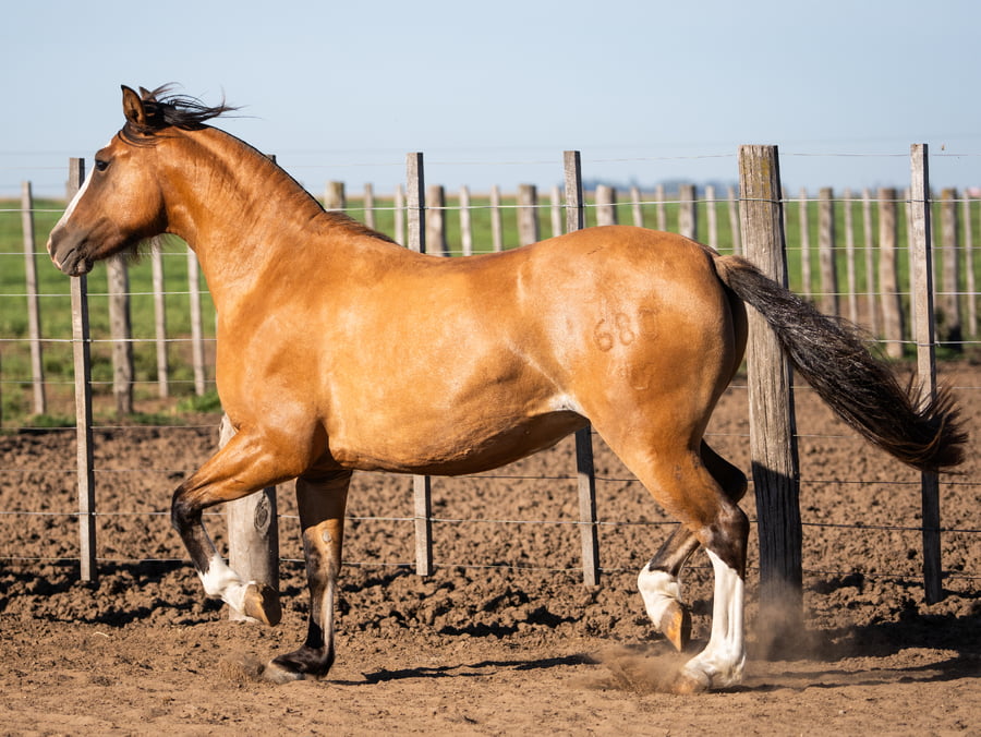 Lote Del Goyaz Morena