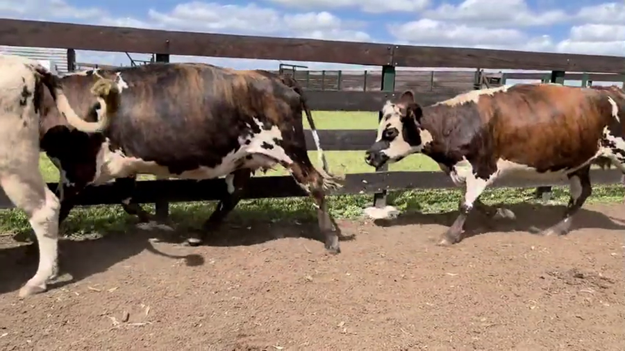 Lote VACAS ENTORADAS