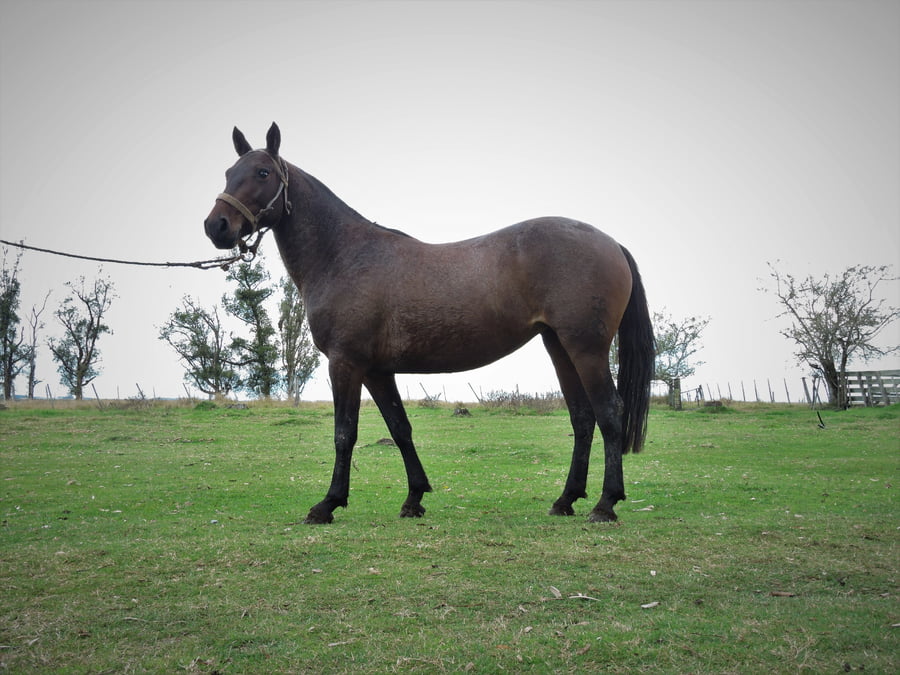 Lote PIRUSA EL TACUARAL - R.P. 267