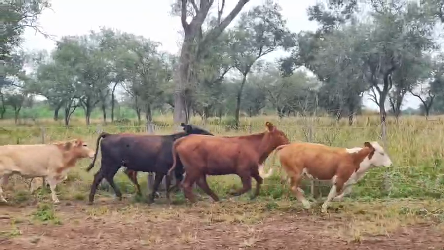 Lote 170 Vaquillonas en Salta, Tolloche