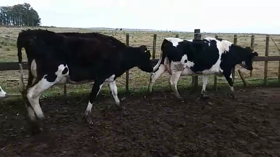 Lote 4 Piezas de cría HOLANDO a remate en PANTALLA CAMY, San José