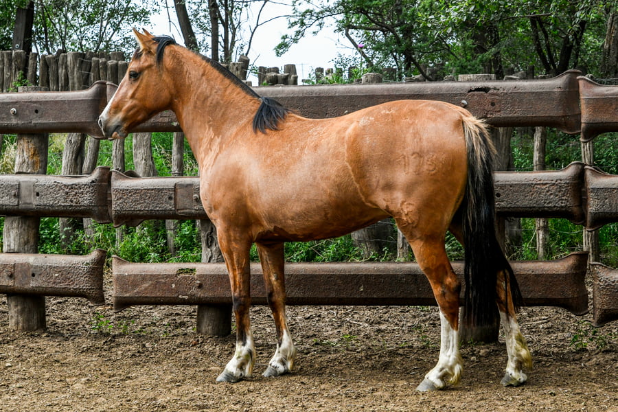 Lote TINAJERA PROMETIDA