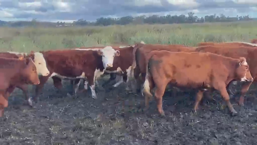 Lote 205  Nov 1 a 2 / Dl 150 - 2D 55