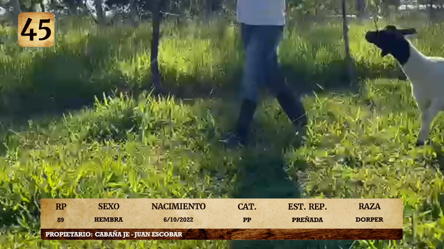Lote LOTE 45