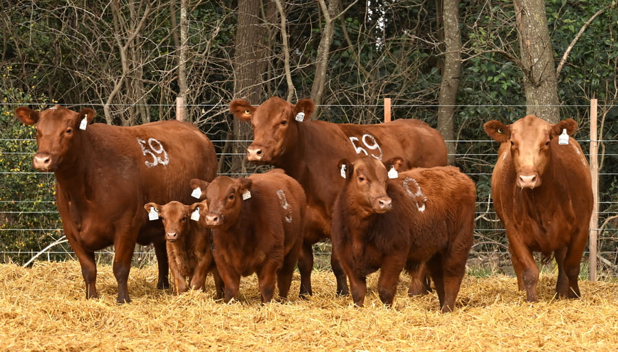 Lote VACAS ANGUS PARIDAS