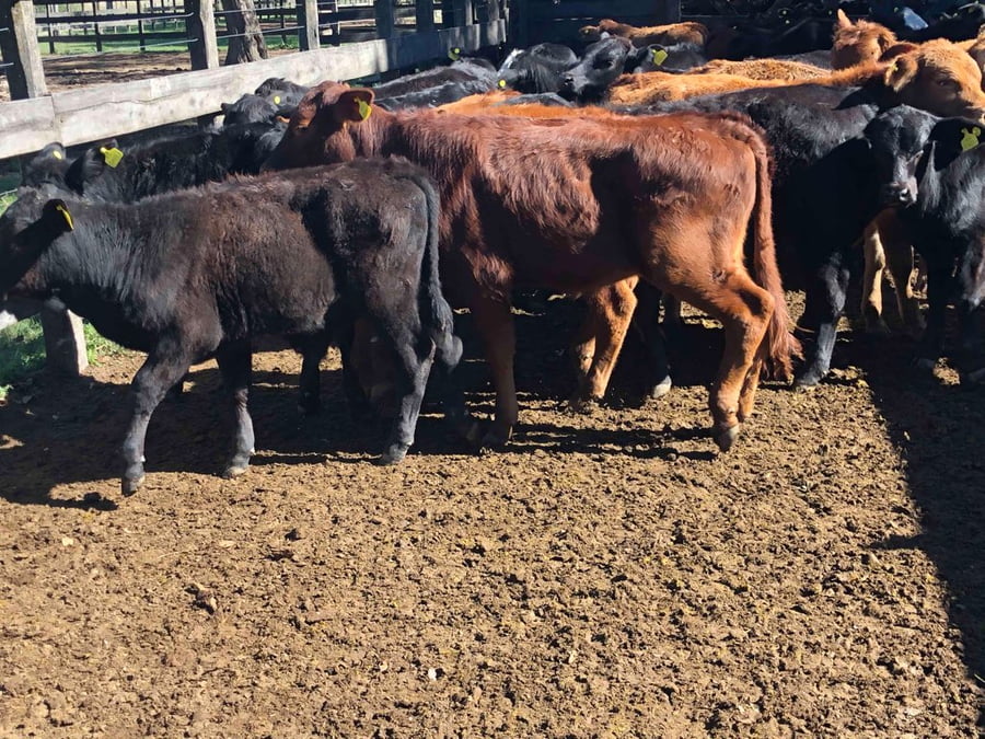 Lote 86 Terneros/as en Formosa, Gral. Lucio V. Mansilla