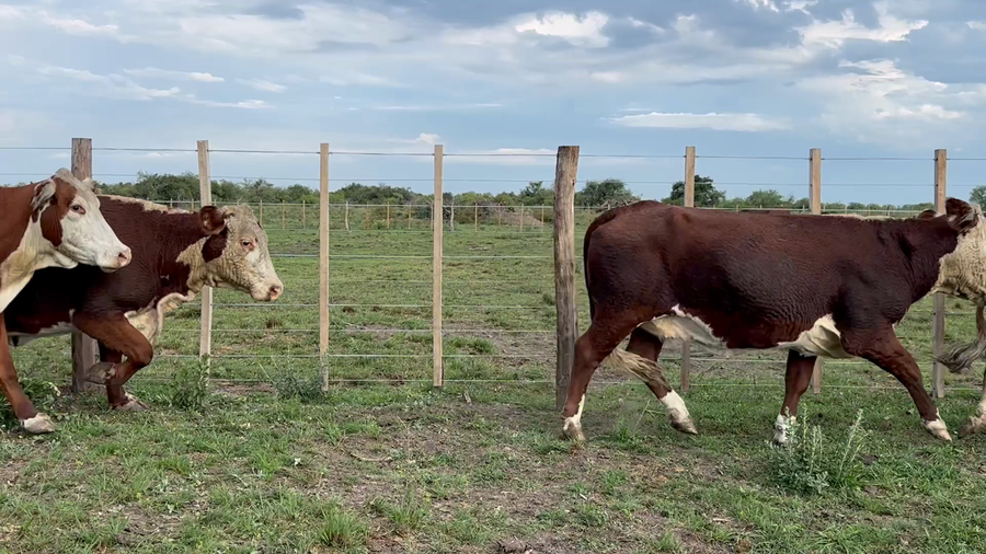 Lote 34 Vacas de invernar en Corrientes, Sauce