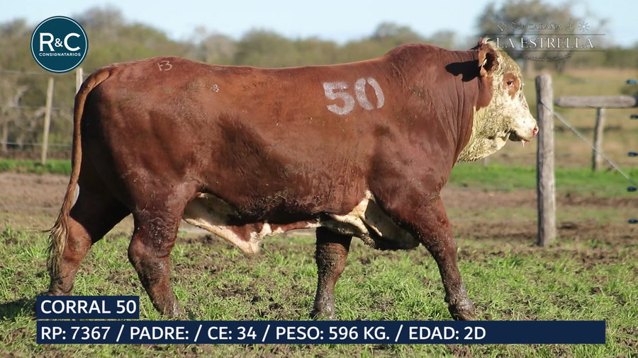Lote Toro Braford