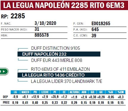 Lote TOROS ANGUS PURO DE PEDIGREE