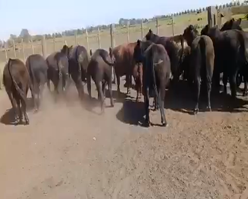 Lote 18 Novillos en Saladillo, Buenos Aires