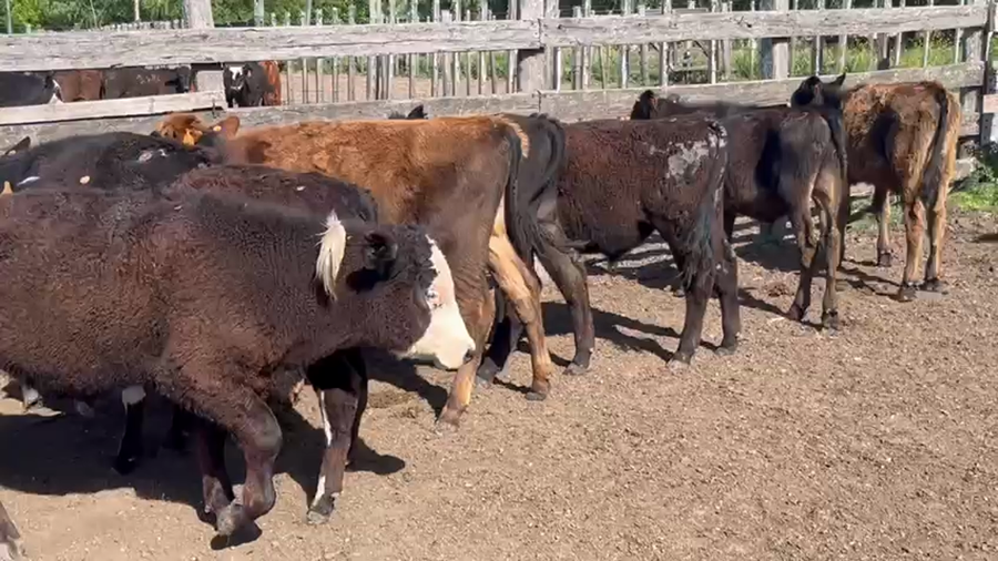 Lote (Vendido)11 Terneros Angus con Hereford a remate en Pantalla Camy en Santa Lucia