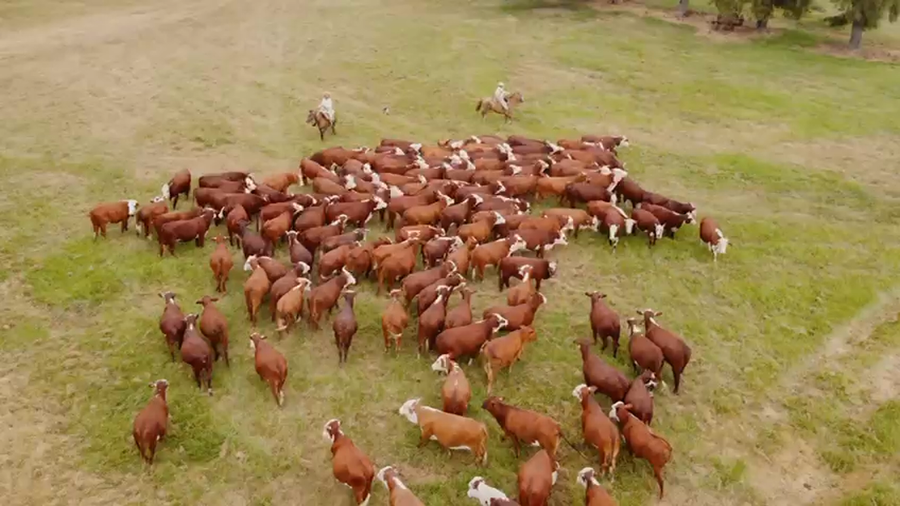 Lote 250 Vaquillonas C/ gtia de preñez