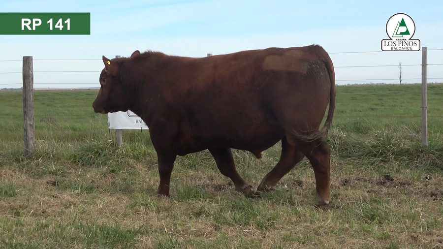 Lote 3 Toros ANGUS a remate en 40º Remate Anual - Cabaña Los Pinos en Balcarce