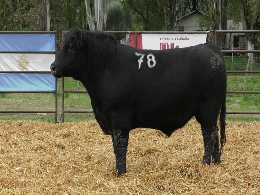 Lote TOROS ANGUS NEGROS PC