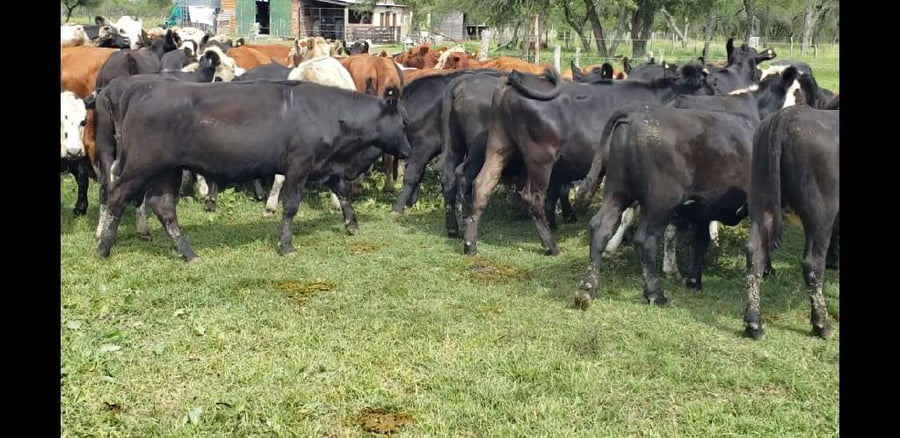 Lote 60 Novillitos y vaquillonas en Entre Ríos, Villaguay