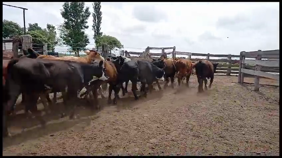 Lote 44 Terneros/as en Virginia, Santa Fe
